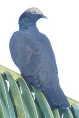 Patagioenas leucocephala