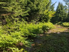 Pteridium aquilinum latiusculum