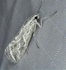 Evergestis vinctalis