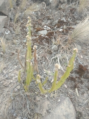 Baccharis trimera