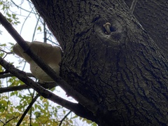 Hypsizygus