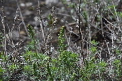 Artemisia michauxiana