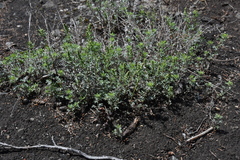 Artemisia michauxiana