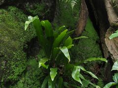 Microsorum punctatum