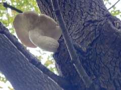 Hypsizygus