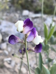 Lathyrus subandinus