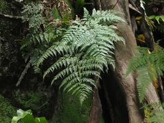 Davallia formosana