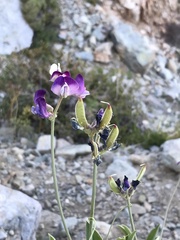 Lathyrus subandinus