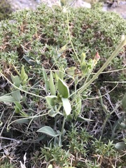Lathyrus subandinus