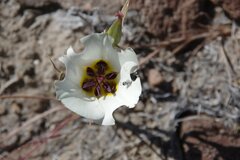 Calochortus bruneaunis