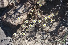 Layia glandulosa
