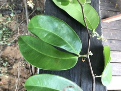 Macrolobium bifolium