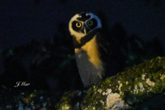 Pulsatrix perspicillata