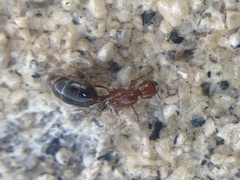 Solenopsis xyloni