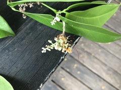 Macrolobium bifolium