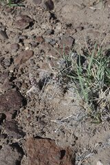 Micropuntia pulchella