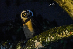 Pulsatrix perspicillata