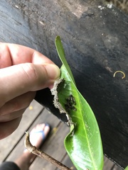 Macrolobium bifolium