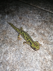 Triturus pygmaeus