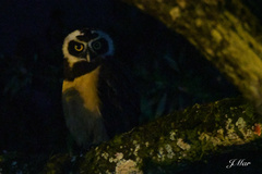 Pulsatrix perspicillata