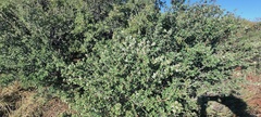 Ceanothus perplexans