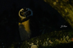 Pulsatrix perspicillata