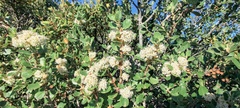Ceanothus perplexans
