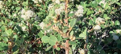 Ceanothus perplexans