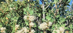 Ceanothus perplexans