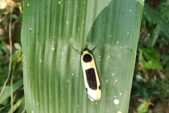 Thysanoptyx