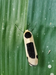 Thysanoptyx