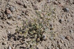 Eriogonum maculatum