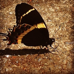 Papilio garamas