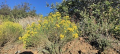 Gutierrezia sarothrae