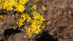 Gutierrezia sarothrae