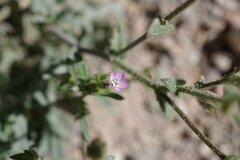 Gilia