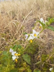 Solanum tweedianum