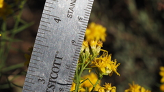 Gutierrezia sarothrae