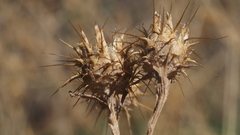 Centaurea melitensis