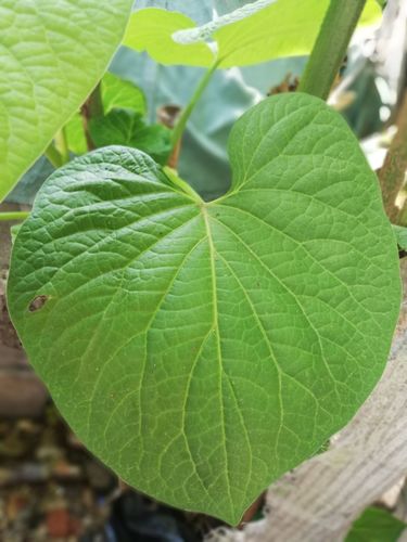 Hoja santa (Piper auritum)