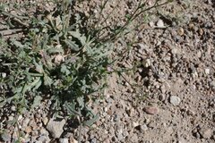 Gilia