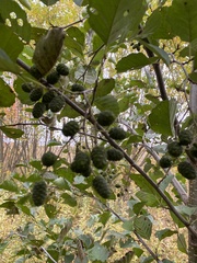 Alnus glutinosa
