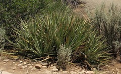 Yucca baccata