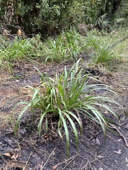 Chasmanthium sessiliflorum