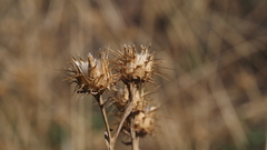 Centaurea melitensis