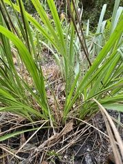 Chasmanthium sessiliflorum