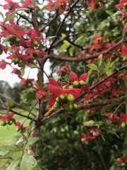 Ochna serrulata