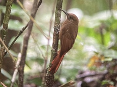 Dendrocincla fuliginosa