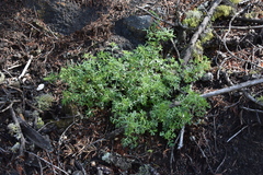 Artemisia michauxiana