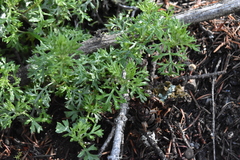 Artemisia michauxiana